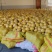 阳朔兴坪自家沙田柚70000斤私***********