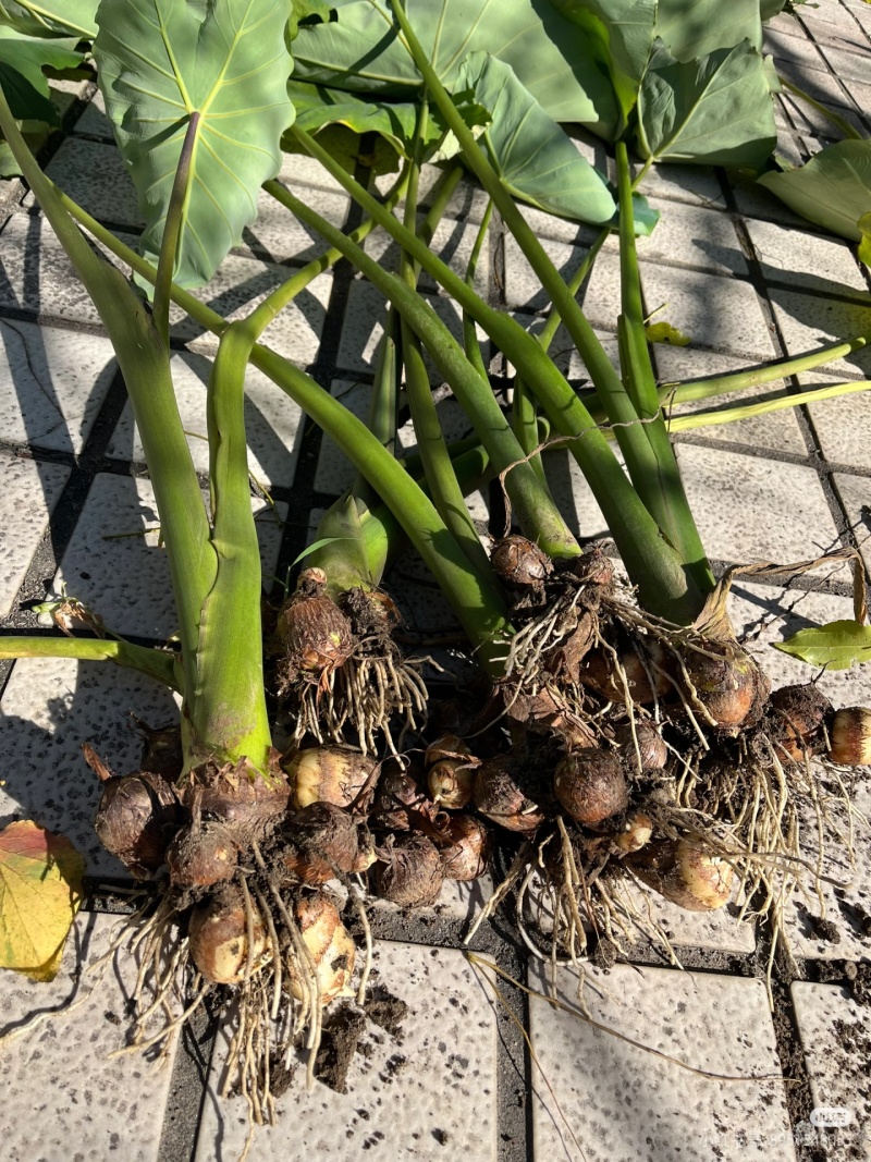 广西石山小芋头
