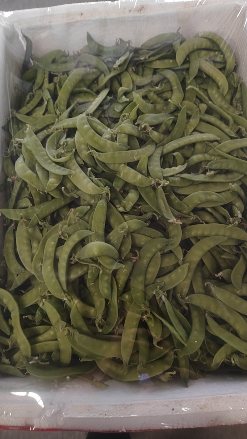 精品荷兰豆