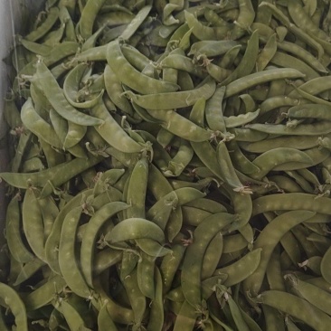 精品荷兰豆