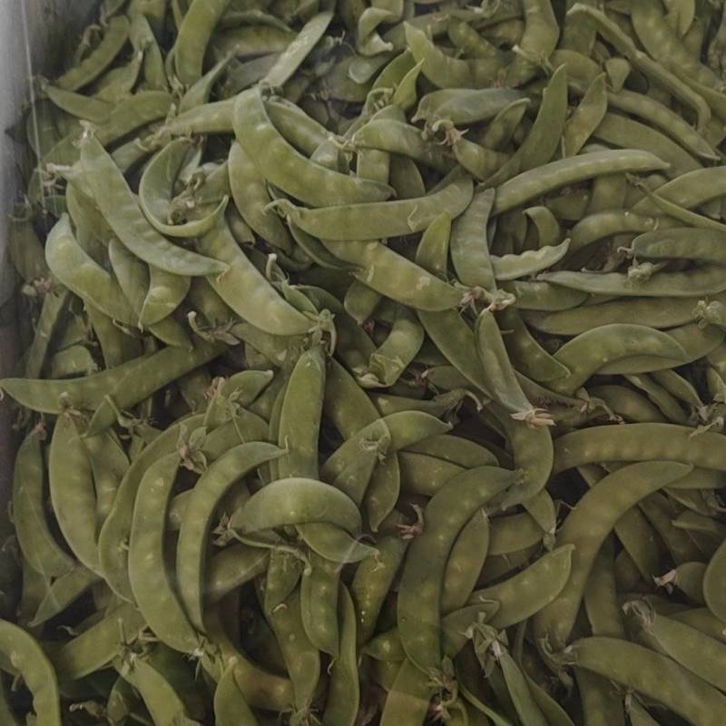 精品荷兰豆