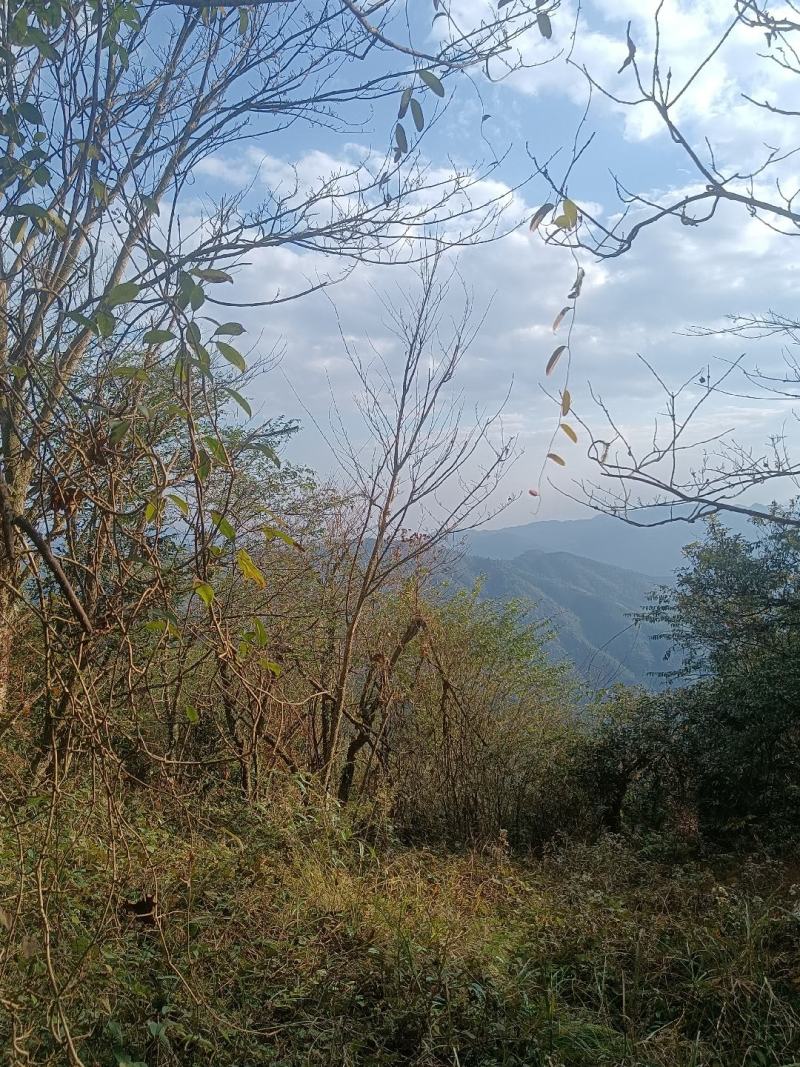粤北高山土蜂蜜，产地直发，一手货源，价格优惠