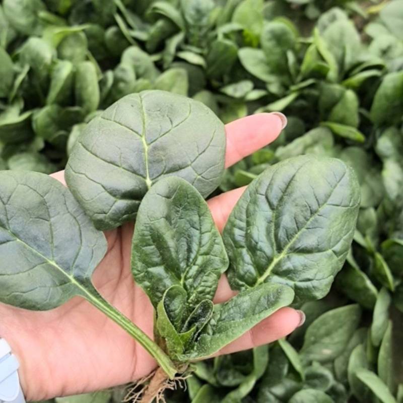 趴地菠菜万亩基地直供精品和供应链