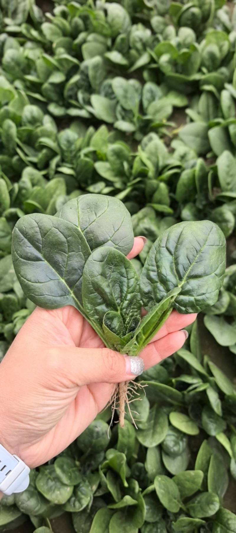 趴地菠菜万亩基地直供精品和供应链