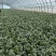 趴地菠菜万亩基地直供精品和供应链