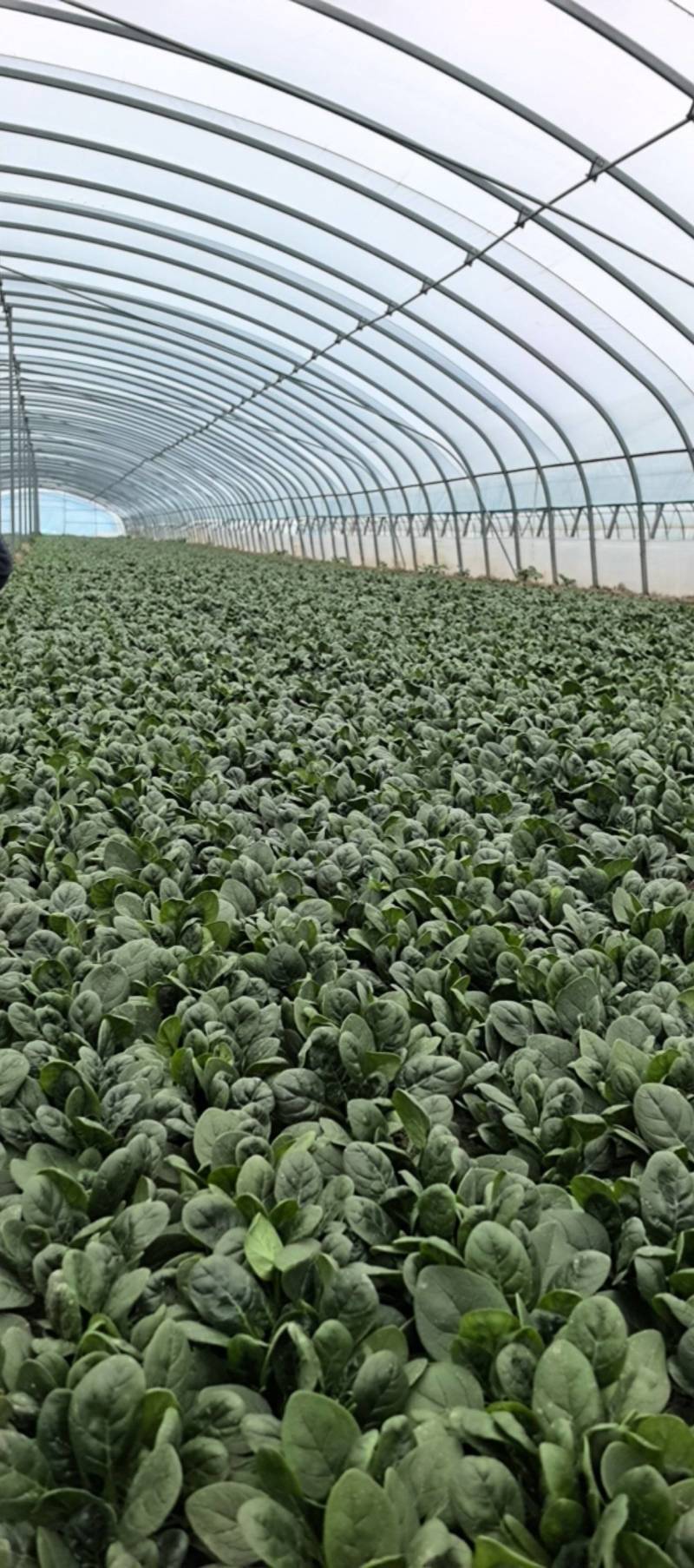 趴地菠菜万亩基地直供精品和供应链