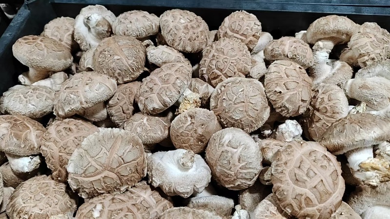 香菇