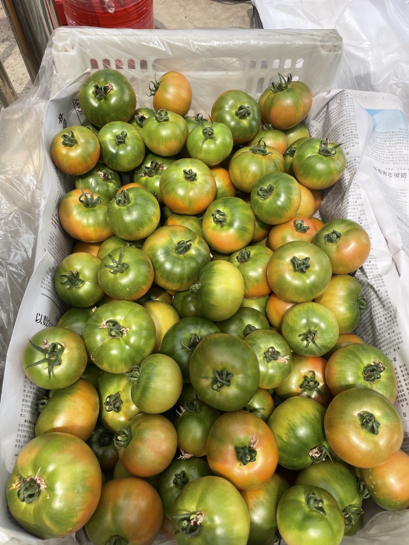 铁皮草莓柿子草莓西红柿供应市场商超电商
