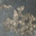 野生多花黄精