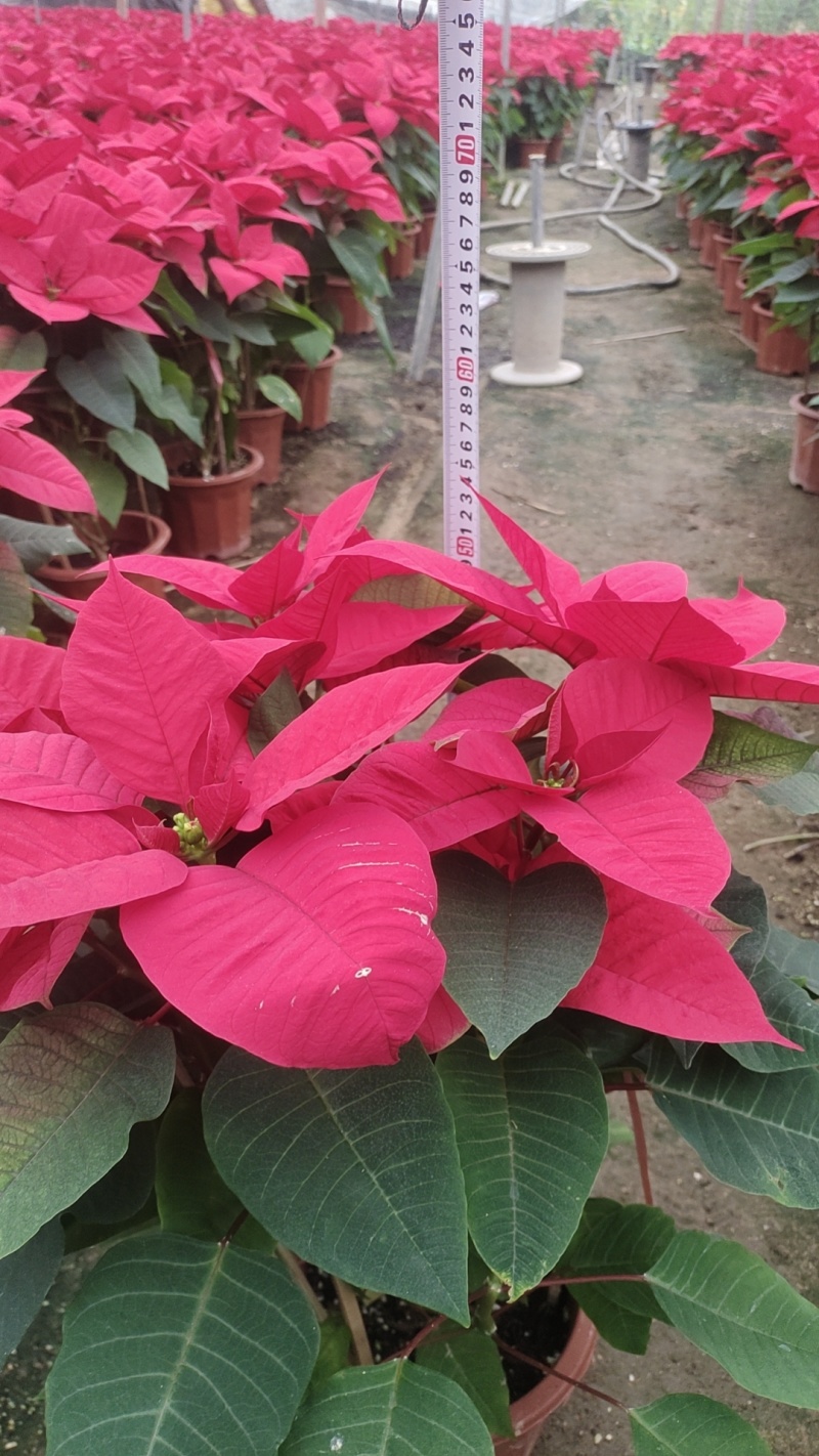 鲜花（一品红）