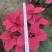 鲜花（一品红）