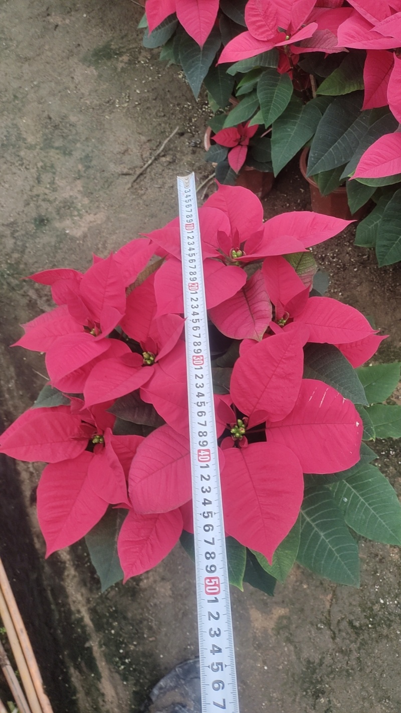 鲜花（一品红）