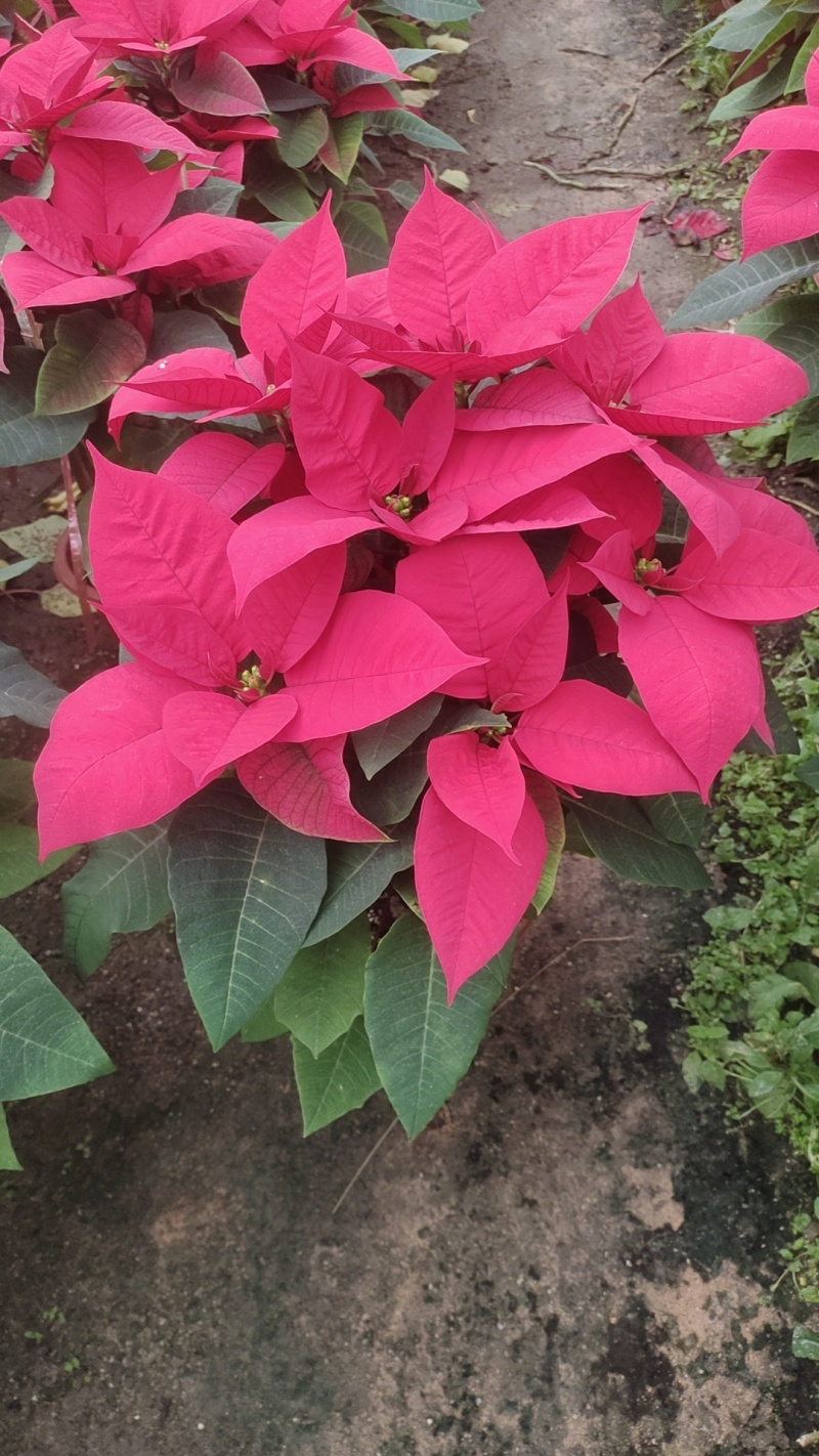 鲜花（一品红）