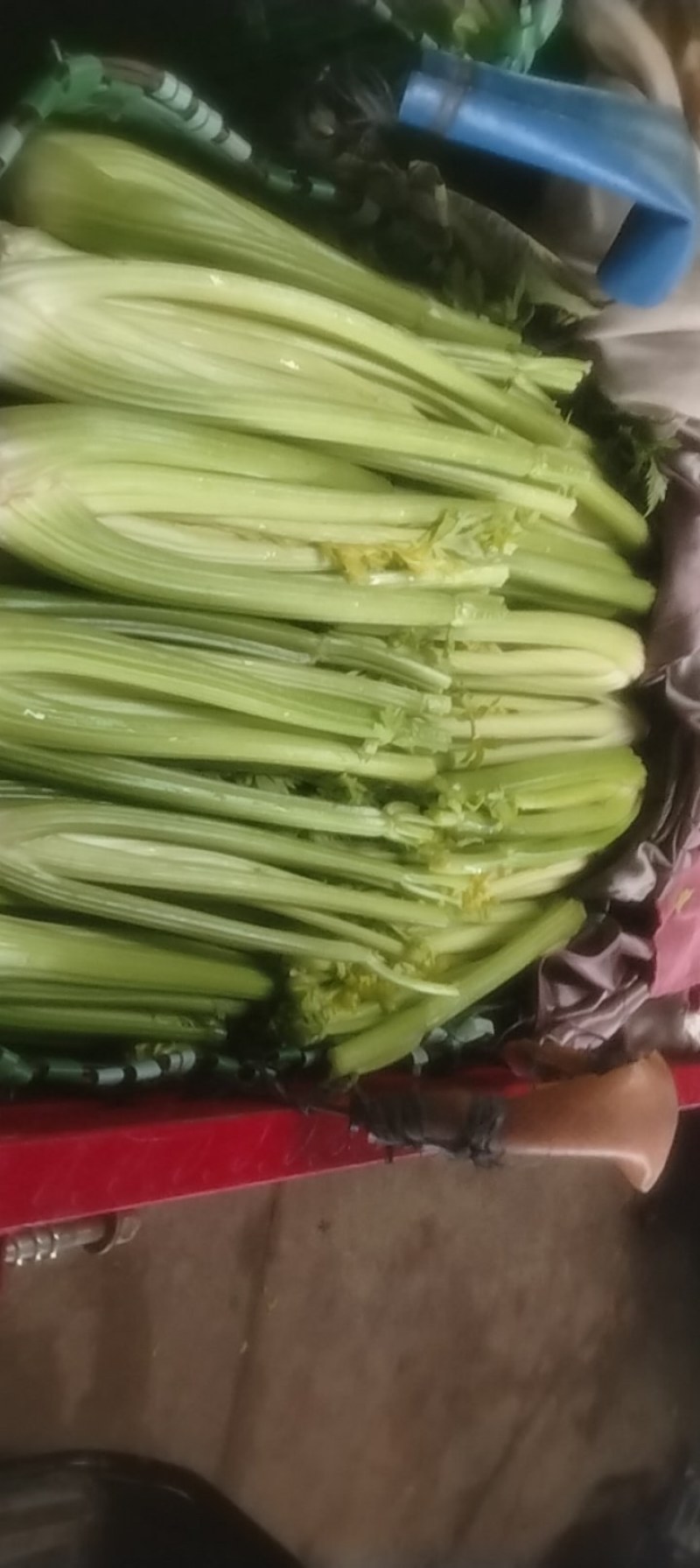 西芹批发