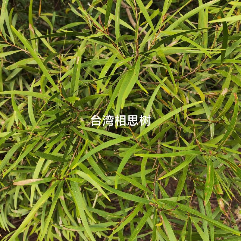 野生相思树台湾相思台湾柳洋桂花新鲜生鲜品枝叶树皮