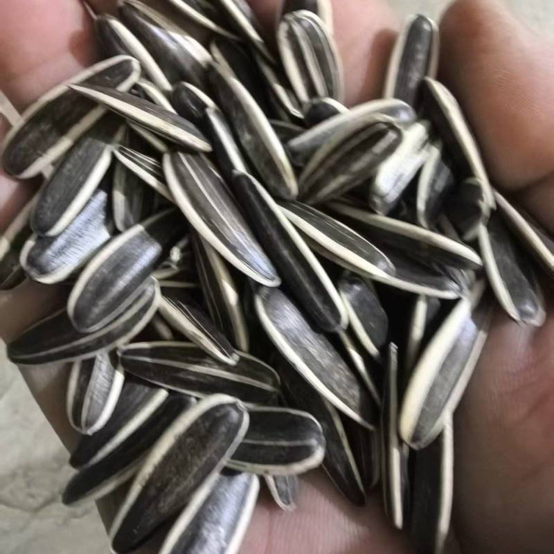 谷丰90葵花籽
