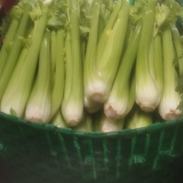 西芹批发