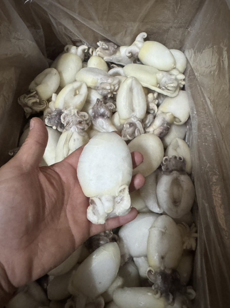 墨鱼仔单冻B级墨鱼仔性价比高捞汁大排档