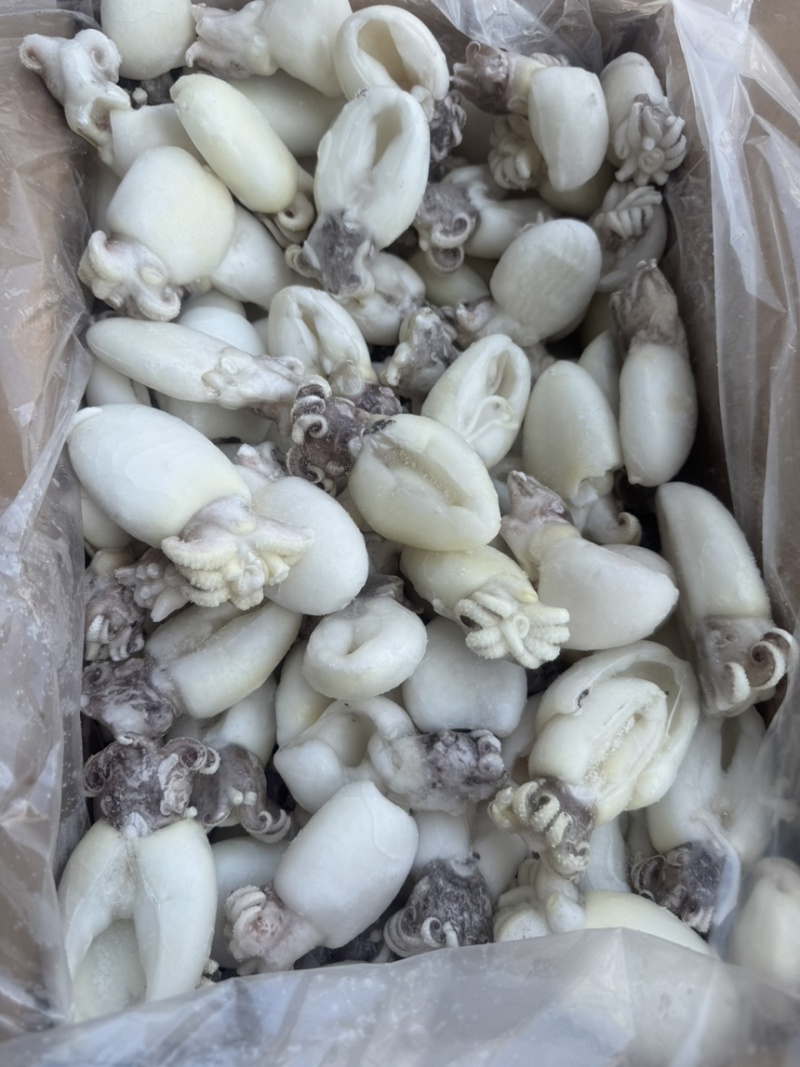 墨鱼仔单冻B级墨鱼仔性价比高捞汁大排档