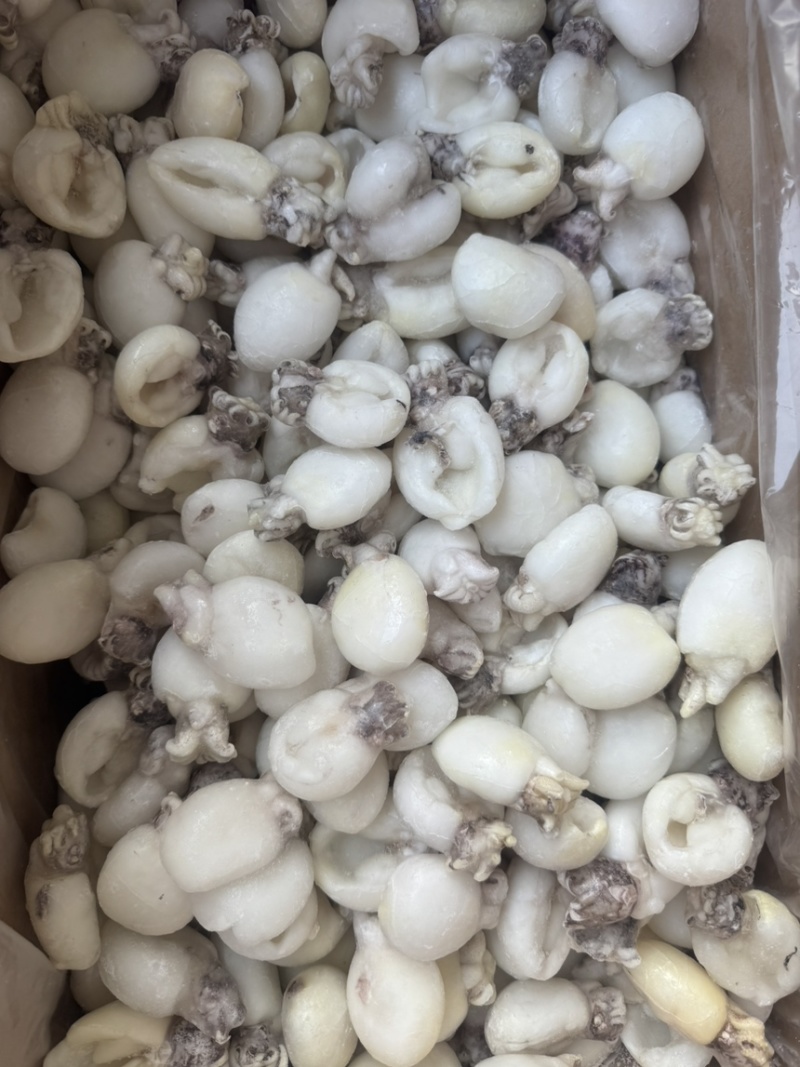 墨鱼仔单冻B级墨鱼仔性价比高捞汁大排档