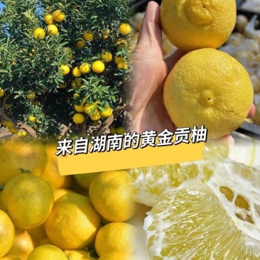 【精选】永州市永江香柚产地直发皮薄多汁香甜可口大量供