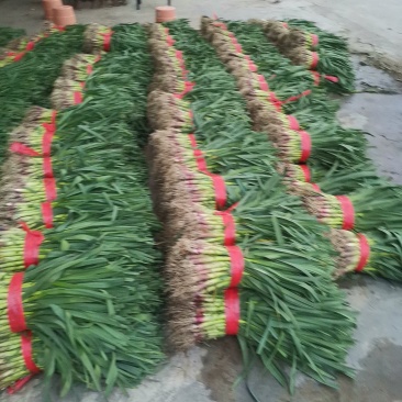 【精品】大量供应四川蒜苗大量上市货源充足
