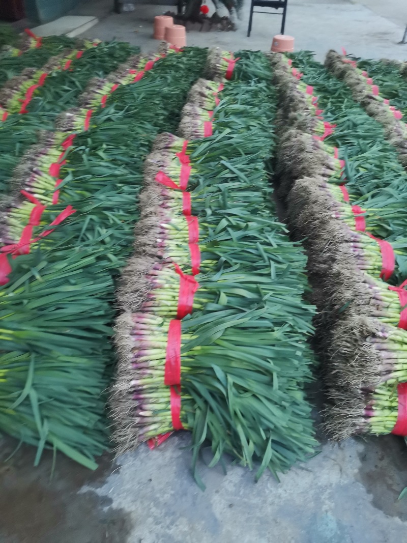 【精品】大量供应四川蒜苗大量上市货源充足