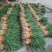 【精品】大量供应四川蒜苗大量上市货源充足