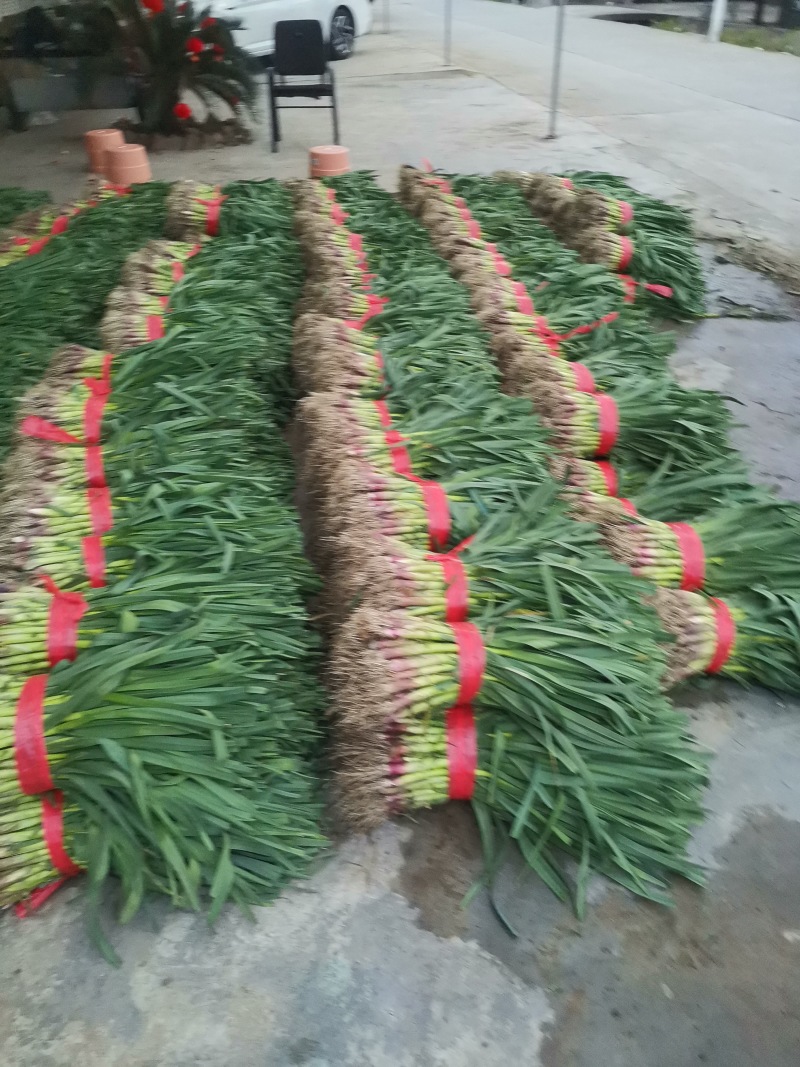 【精品】大量供应四川蒜苗大量上市货源充足