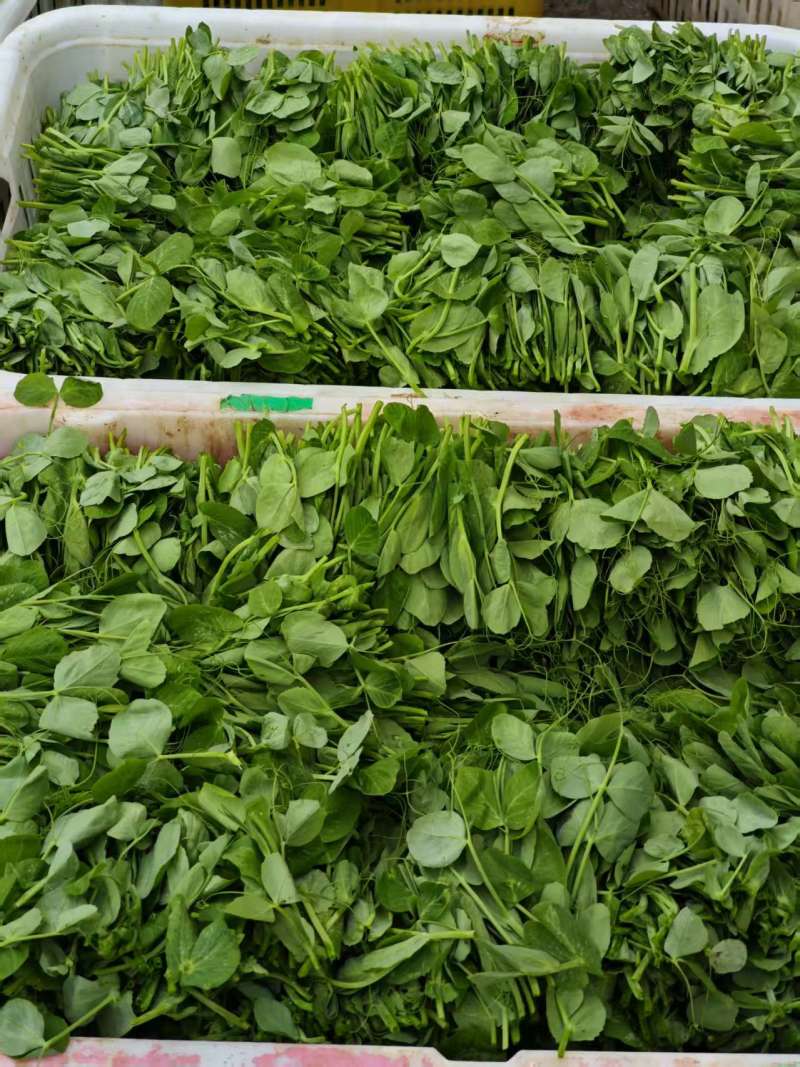 正宗的贵州高山豌豆尖长势很好大量有货