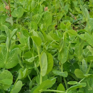 正宗的贵州高山豌豆尖长势很好大量有货