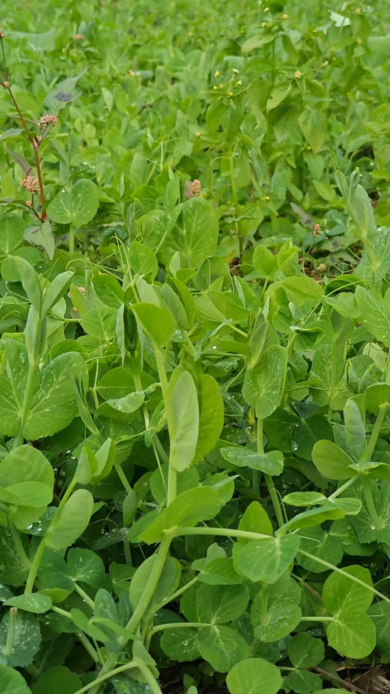 正宗的贵州高山豌豆尖长势很好大量有货