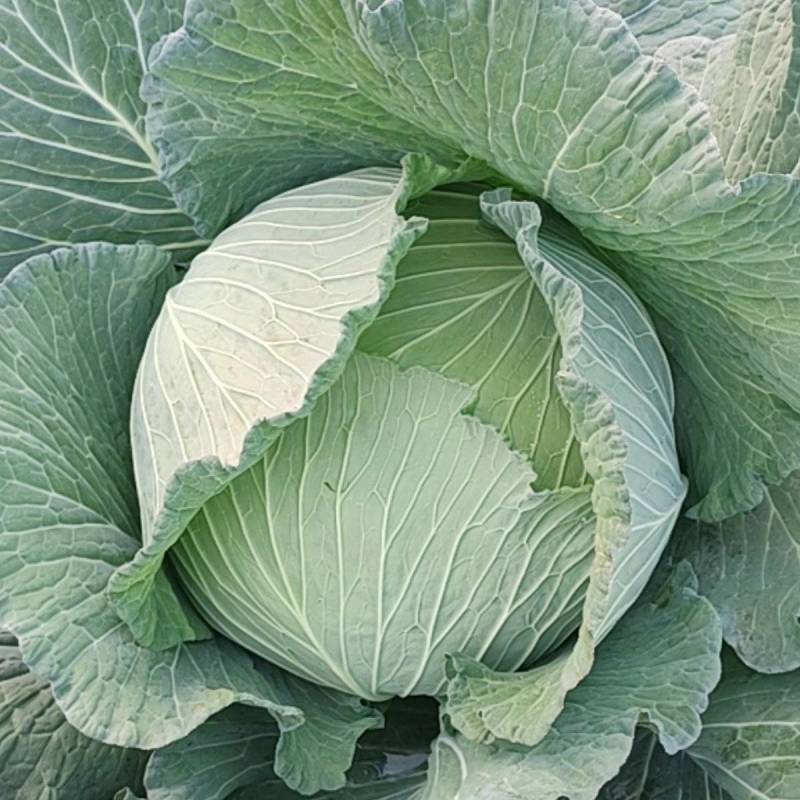 旮瘩菜（脆白菜）