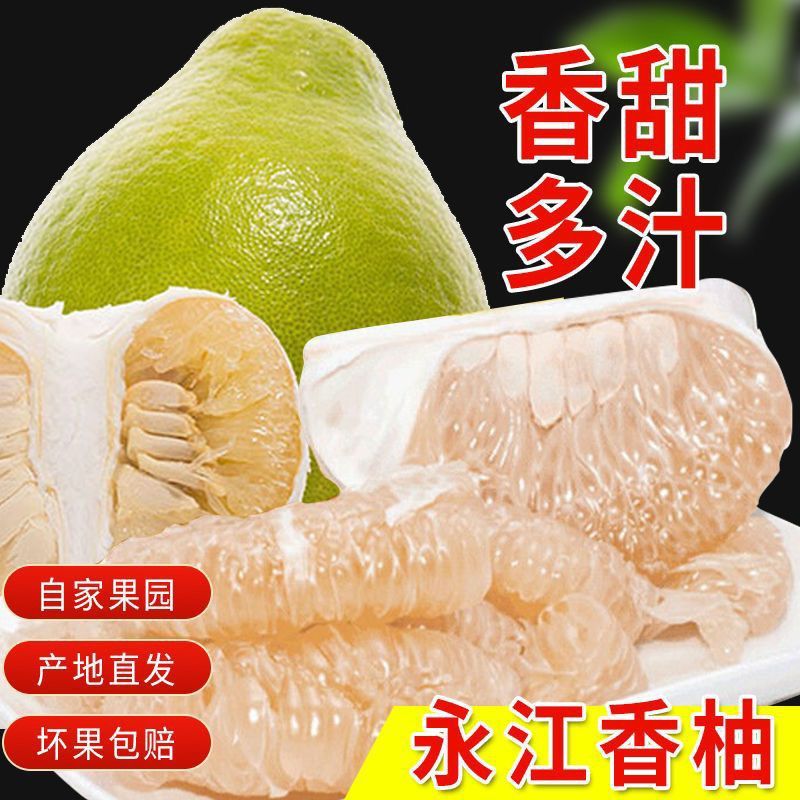 【实力商家】精品香柚大量供应产地直发量大从优