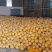 【实力商家】精品香柚大量供应产地直发量大从优