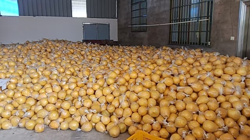 【实力商家】精品香柚大量供应产地直发量大从优