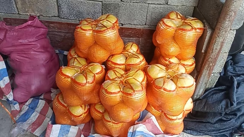 【实力商家】精品香柚大量供应产地直发量大从优