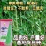 翠绿118长豆角种子厚肉型长豇豆种子荚长油亮翠绿耐老化