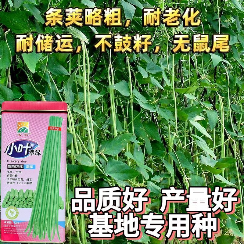 翠绿118长豆角种子厚肉型长豇豆种子荚长油亮翠绿耐老化