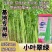 翠绿118长豆角种子厚肉型长豇豆种子荚长油亮翠绿耐老化
