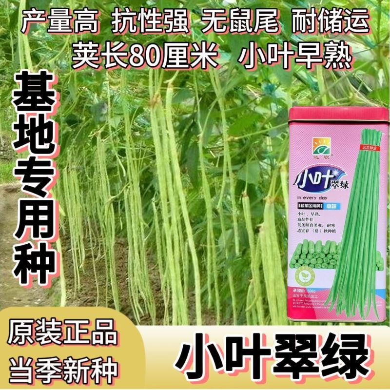 翠绿118长豆角种子厚肉型长豇豆种子荚长油亮翠绿耐老化