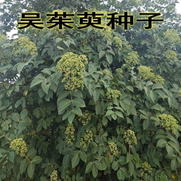 吴茱萸种子小花中花吴萸茶辣漆辣子臭檀种籽四季播种
