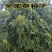 吴茱萸种子小花中花吴萸茶辣漆辣子臭檀种籽四季播种