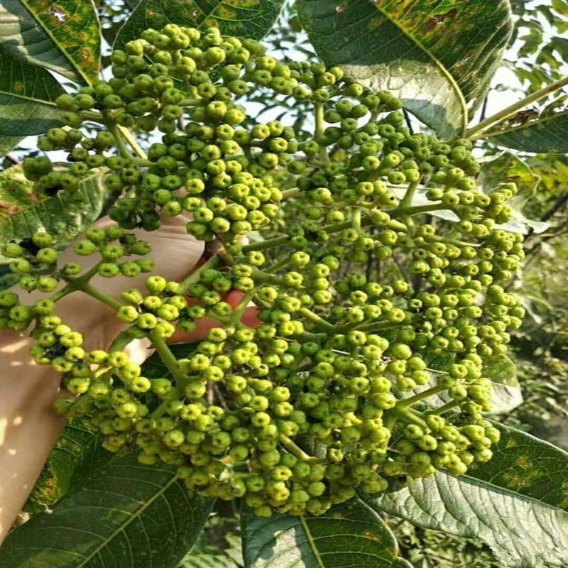 吴茱萸种子小花中花吴萸茶辣漆辣子臭檀种籽四季播种
