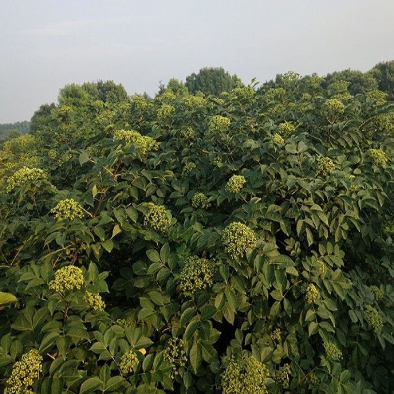 吴茱萸种子小花中花吴萸茶辣漆辣子臭檀种籽四季播种
