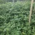 吴茱萸种子小花中花吴萸茶辣漆辣子臭檀种籽四季播种