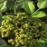 吴茱萸种子小花中花吴萸茶辣漆辣子臭檀种籽四季播种