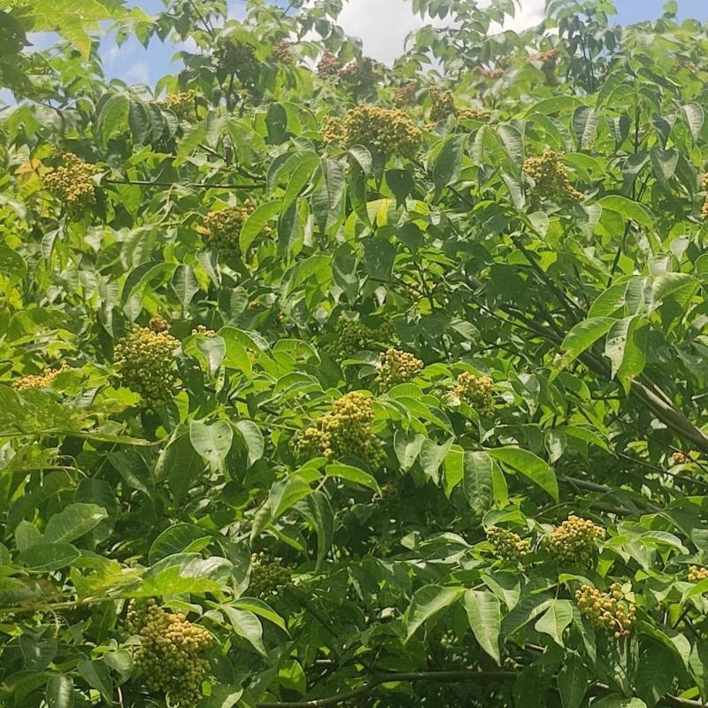 吴茱萸种子小花中花吴萸茶辣漆辣子臭檀种籽四季播种
