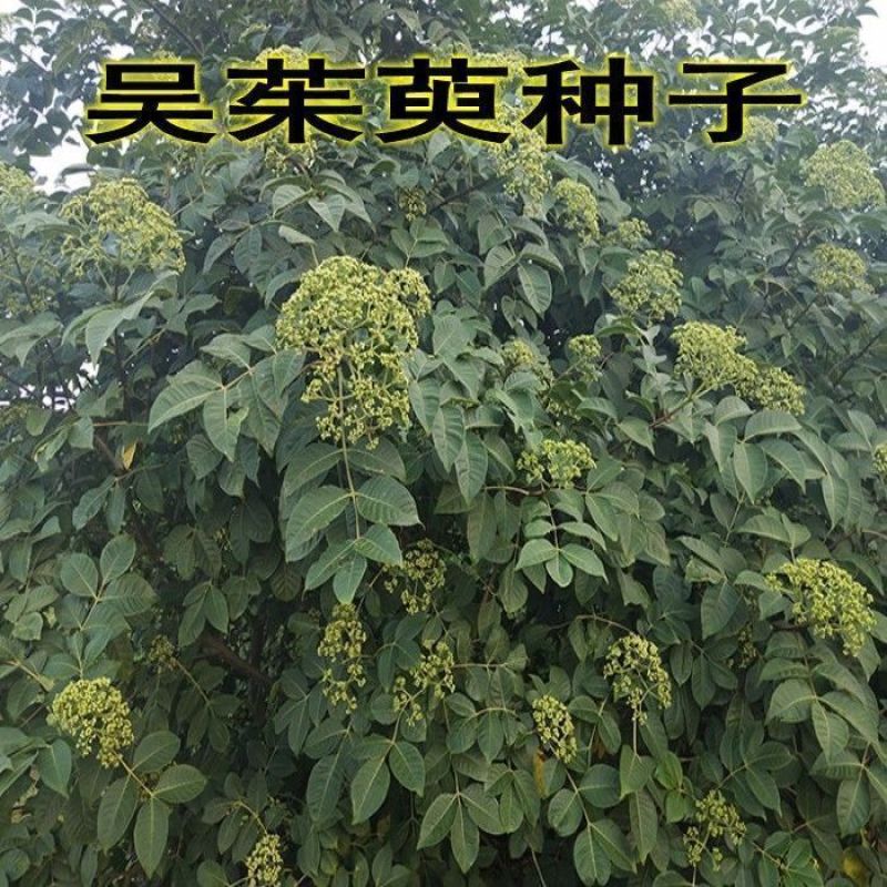 吴茱萸种子小花中花吴萸茶辣漆辣子臭檀种籽四季播种