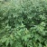 吴茱萸种子小花中花吴萸茶辣漆辣子臭檀种籽四季播种